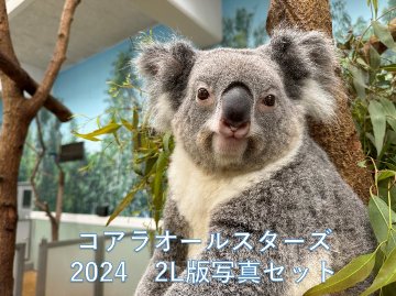 2024上旬コアラオールスターズ2L版写真16枚セット※事前連絡を頂いたお客様のみ園内購入可/セット販売のみの画像