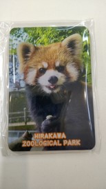 オリジナルマグネット【レッサーパンダ：メロディ】の画像