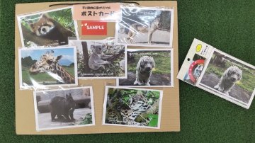 2025平川動物公園オリジナルポストカードセット(全7枚)の画像