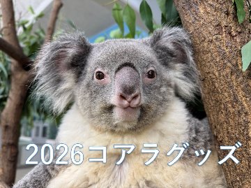 【8/12AM9:00一部商品再入荷&新商品追加】2026コアラグッズ【お取り置き希望の方は説明文をご確認下さい】の画像