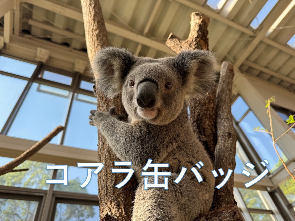 【再入荷:8月12日AM9:00】2026コアラ缶バッジ【お取り置き希望の方は説明文をご確認下さい】の画像