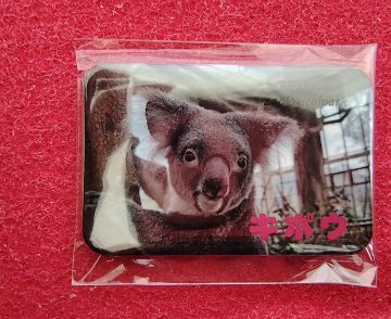 【再入荷:8月12日AM9:00】2026コアラ缶バッジ【お取り置き希望の方は説明文をご確認下さい】の画像