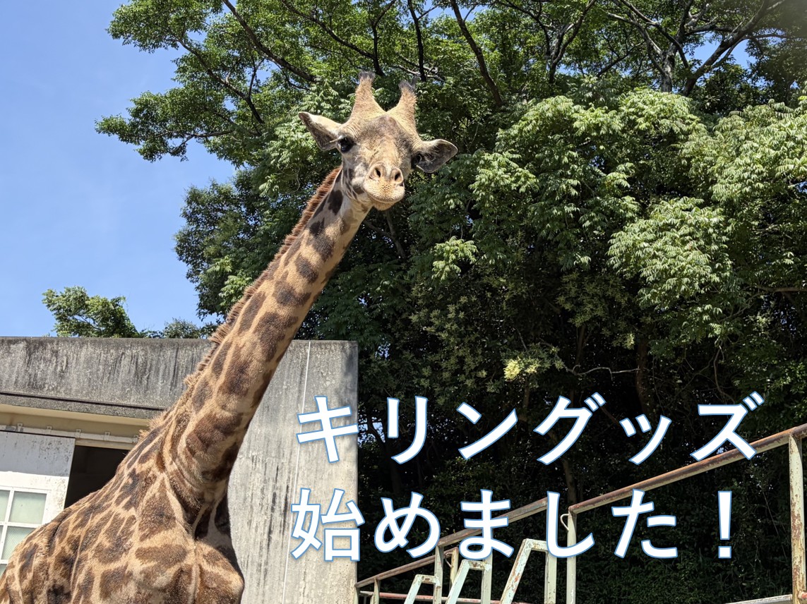 マサイキリンの画像