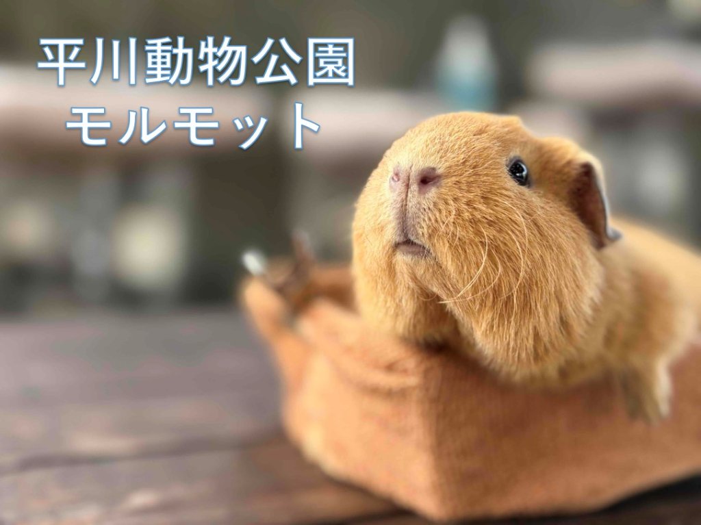 モルモットの画像