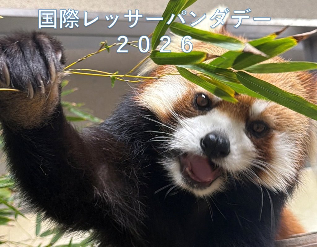 【9月下旬予定※園内イベントを優先しますので販売内容に変更の場合があります】2026レッサーパンダデーの画像