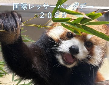 【9月下旬予定※園内イベントを優先しますので販売内容に変更の場合があります】2026レッサーパンダデーの画像
