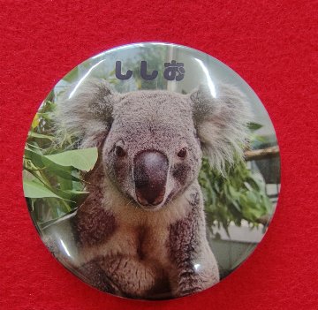 【10/13入荷】【丸型】2026コアラ缶バッジ【お取り置き希望の方は説明文をご確認下さい】の画像
