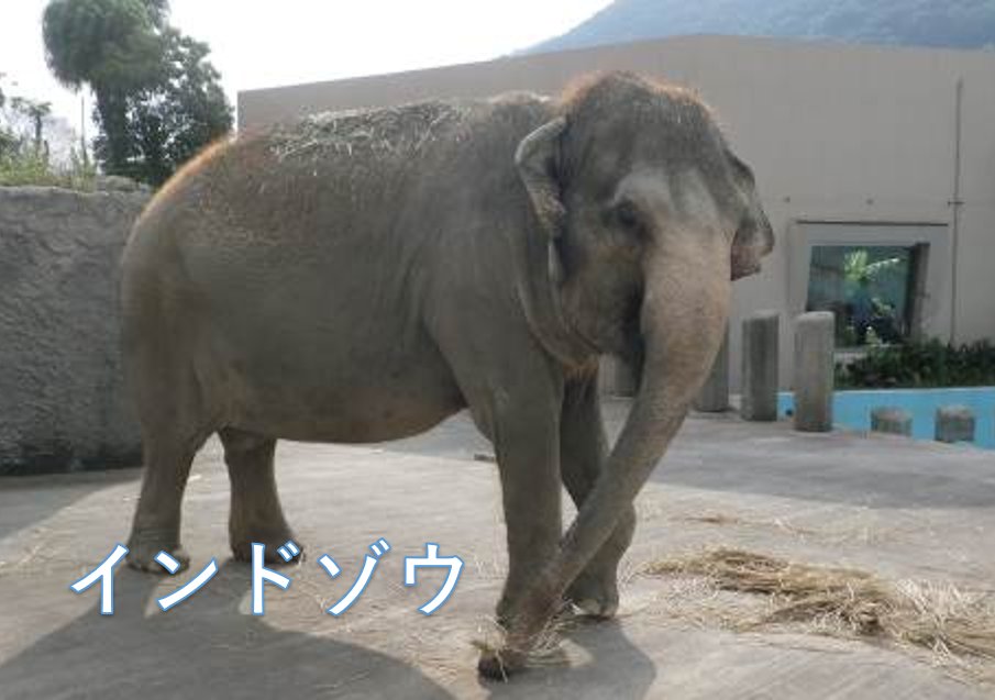 インドゾウ【ラウナ・アンリ―】片面クリアポーチ（Mサイズ,Sサイズ）の画像