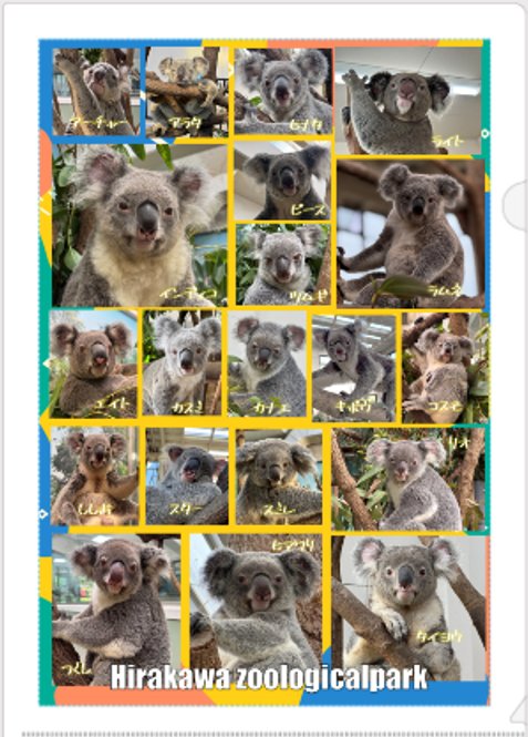 2026 コアラ　クリアファイル【お取り置き希望の方は説明文をご確認下さい】の画像