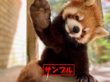 平川動物公園オリジナル写真【レッサーパンダ】画像