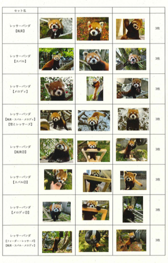 平川動物公園オリジナル写真【レッサーパンダ】画像
