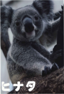 【SALE】オンラインショップ限定クリアファイル(全面写真のA4デザインではなく写真の周りは白縁です）の画像