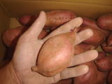 安納紅芋Ｍ（２箱）画像