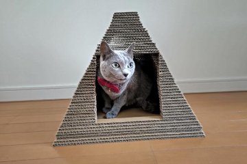 ねこもふピラミッド画像
