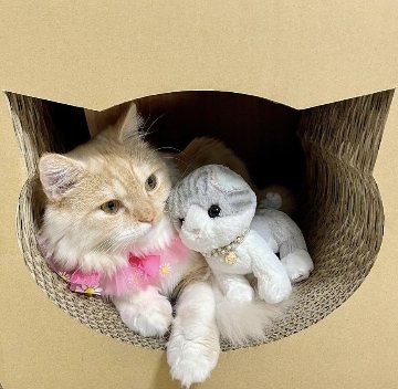 ねこもふスクエア画像