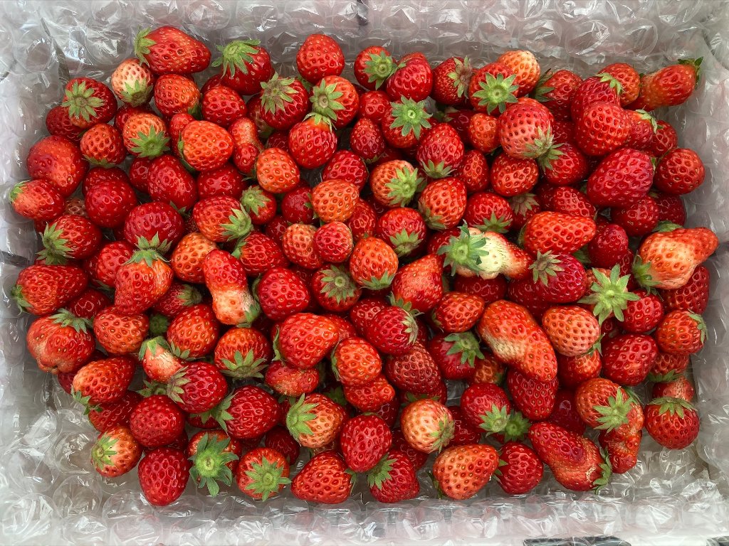 小粒いちご　1kg 『バラ詰め』 紅ほっぺ　の画像