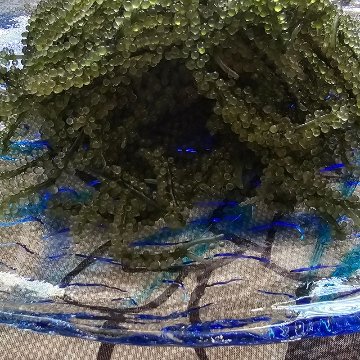 海ぶどう 100g×2個セット みやぎ商店 沖縄 生海ぶどう 通販の画像