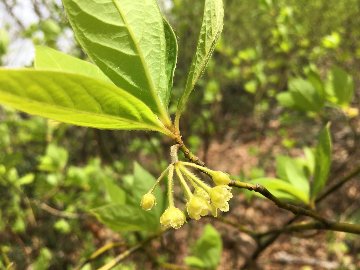 越後一之貝のくろもじ茶【枝茶・ノンカフェイン／5パック入り×2袋】送料サービス♪の画像