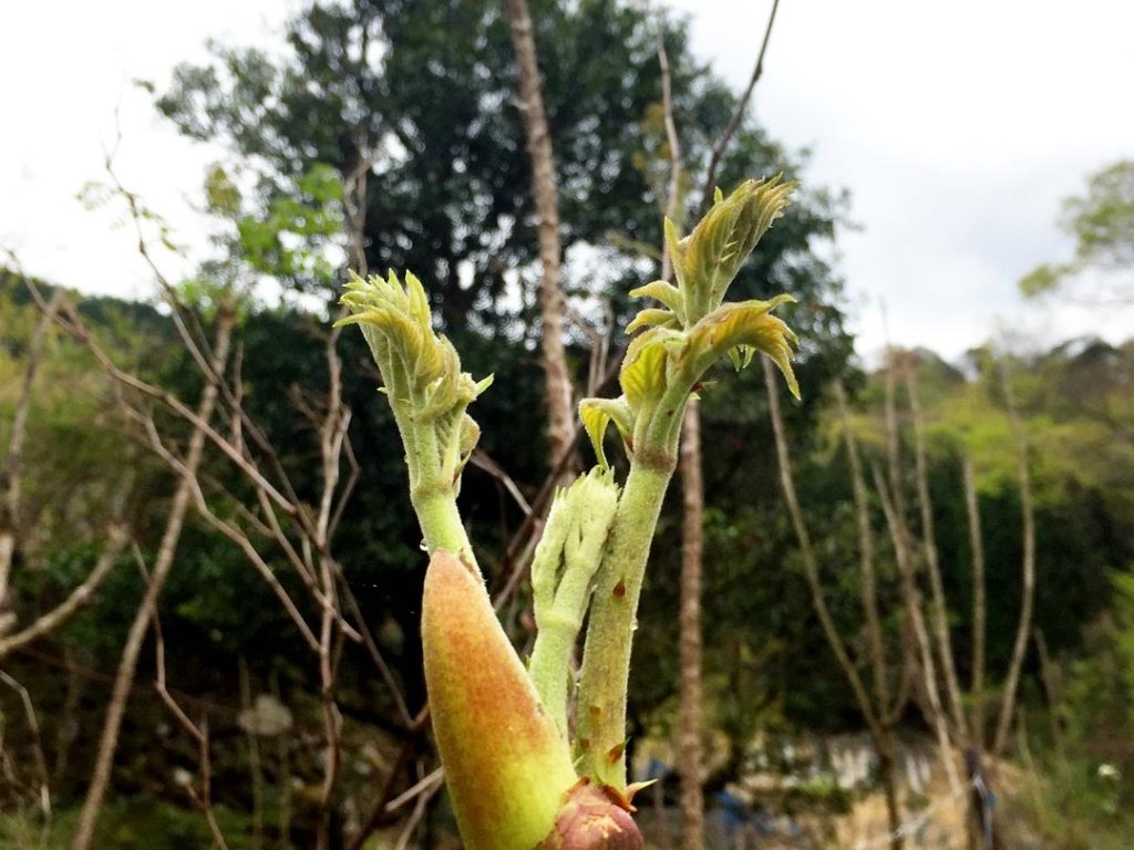 タラの芽の画像