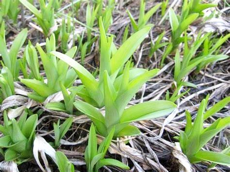 カンゾウの画像