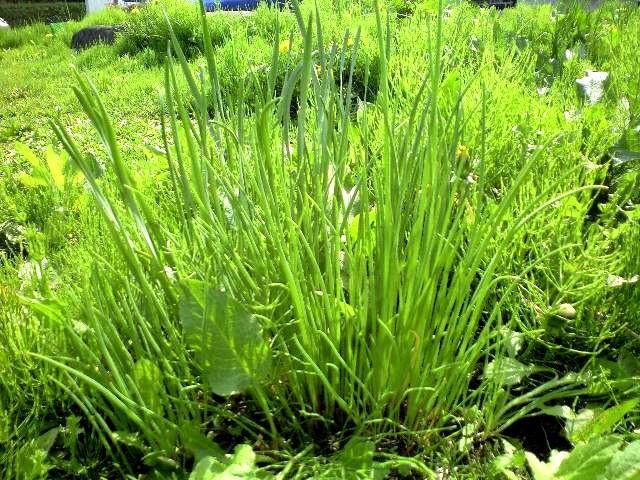 アサツキの画像