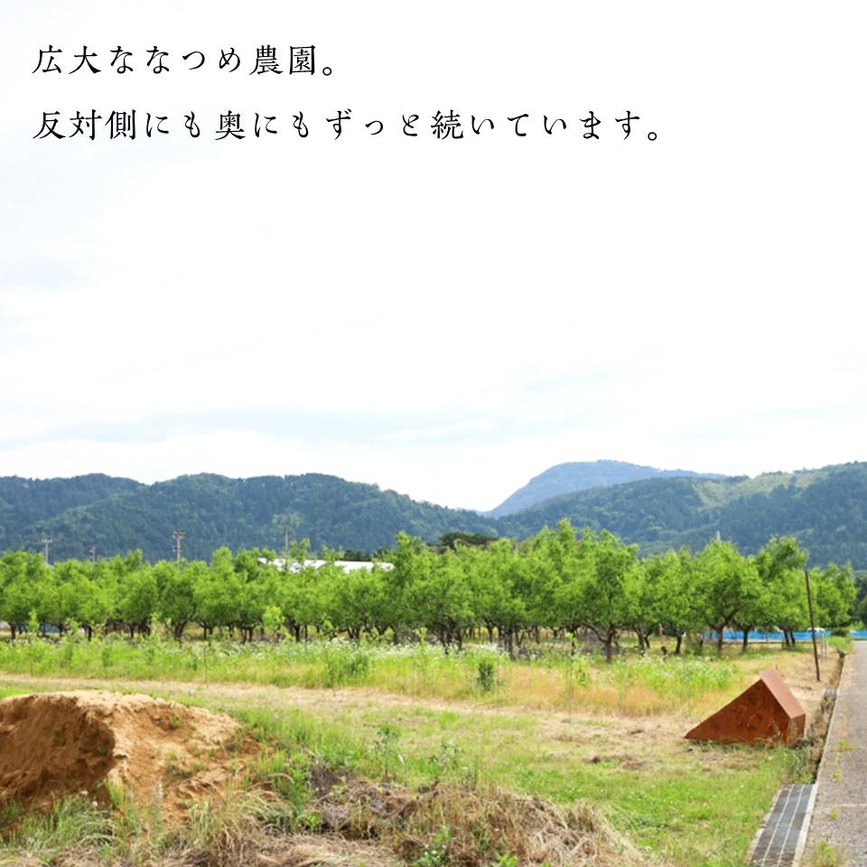 【国産なつめ100%】宵のなつめ茶　（ノンカフェイン）2個入りの画像