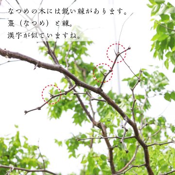 【国産なつめ100%】宵のなつめ茶　（ノンカフェイン）2個入りの画像