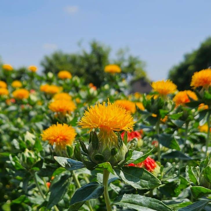 【国産】更年期前後やPMSの女性に。巡る紅花ブレンド茶の画像