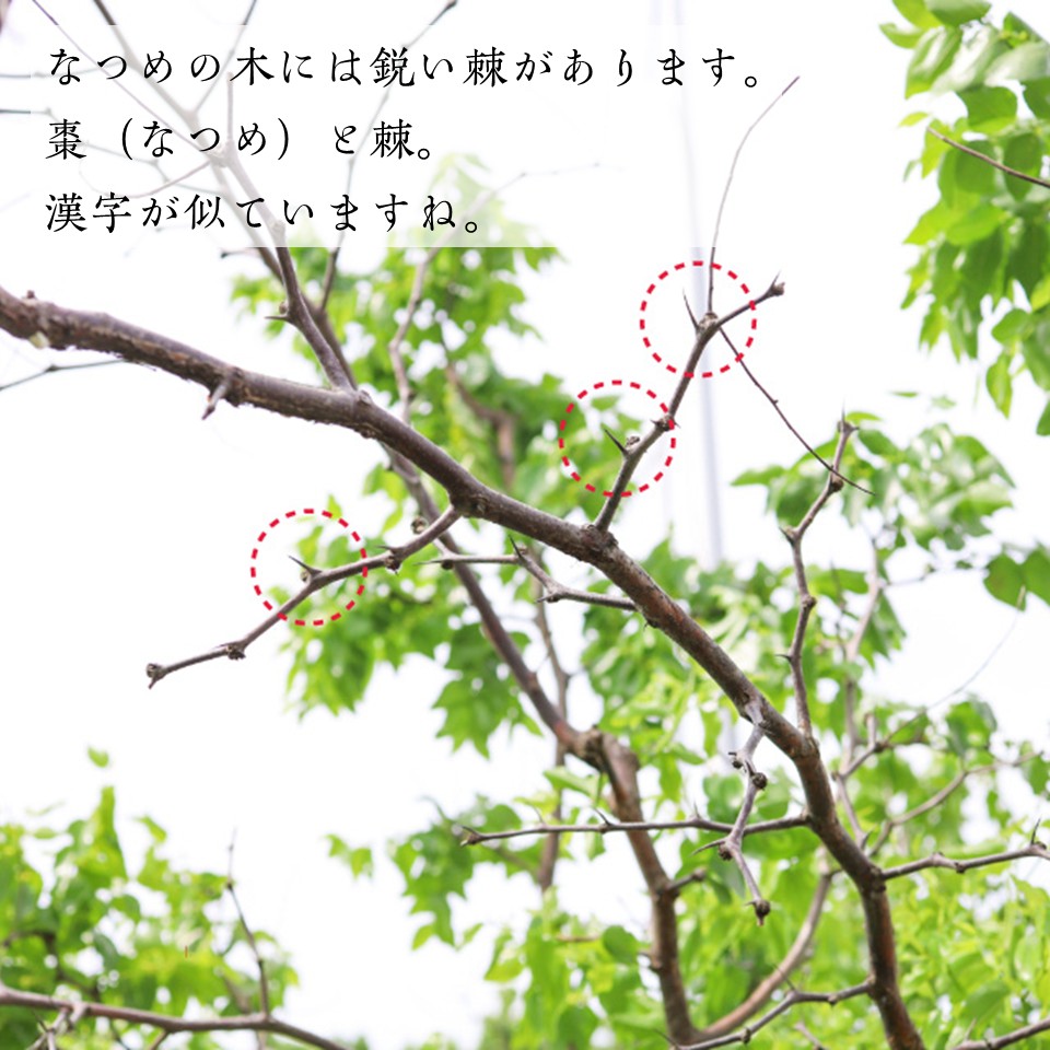 【国産なつめ100%】宵のなつめ茶　（ノンカフェイン）10個入りの画像