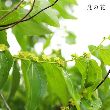 【国産なつめ100%】宵のなつめ茶　（ノンカフェイン）30個入りの画像