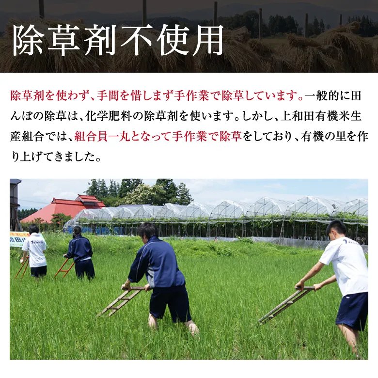 【令和7年産新米】紅の華3kg（農薬不使用コシヒカリ玄米）の画像
