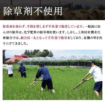 【令和7年産新米】紅の華3kg（農薬不使用コシヒカリ玄米）の画像