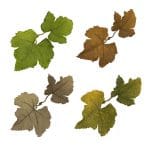 Leaf Camo – LC1　1枚売りの画像