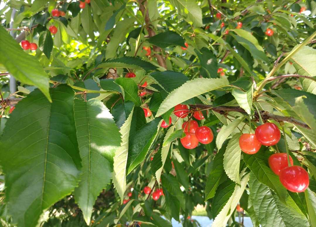 さくらんぼ 紅秀峰(べにしゅうほう) 贈答向 1kgの画像