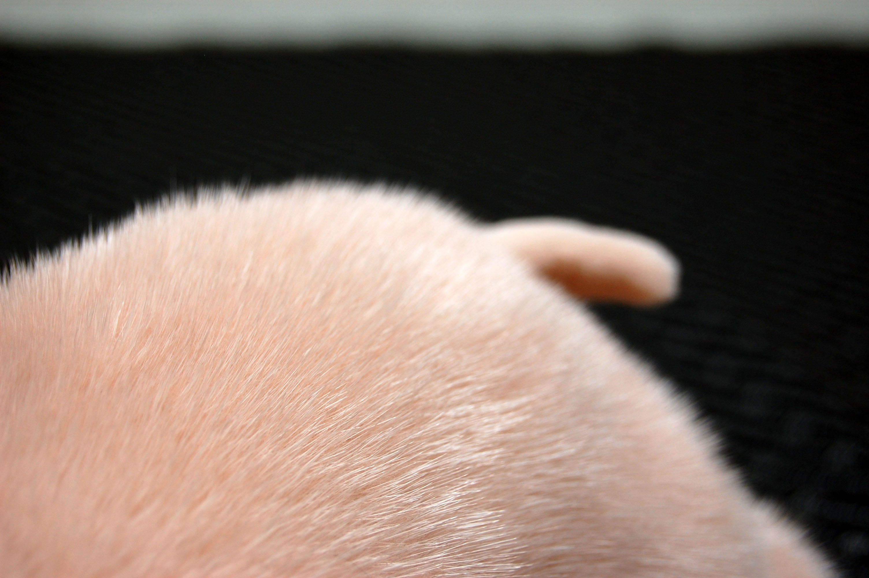 ミンク　ドール（ピグレット）の画像