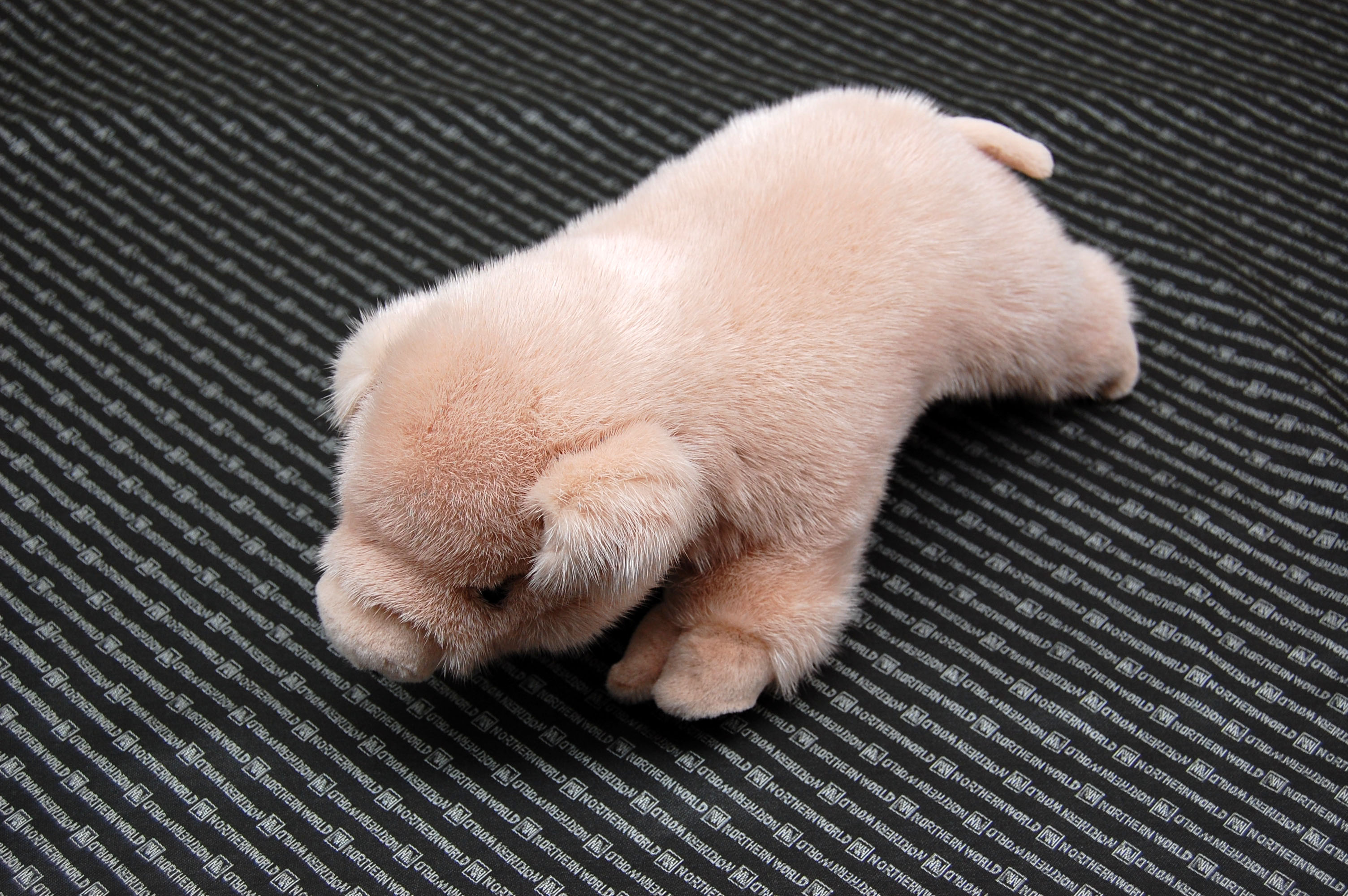 ミンク　ドール（ピグレット）の画像