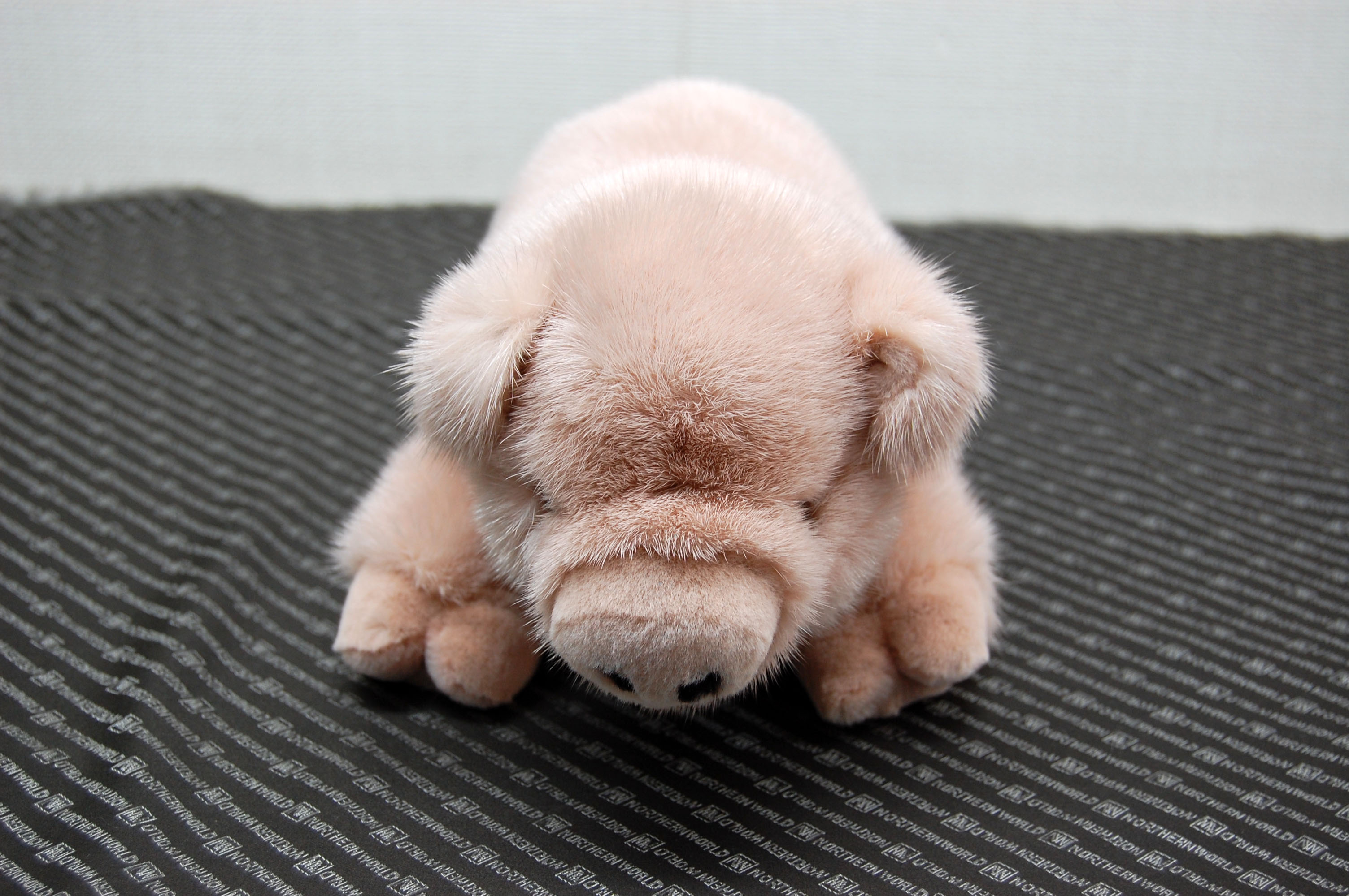 ミンク　ドール（ピグレット）の画像