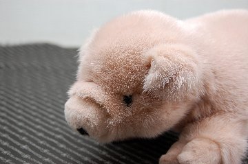 ミンク　ドール（ピグレット）の画像