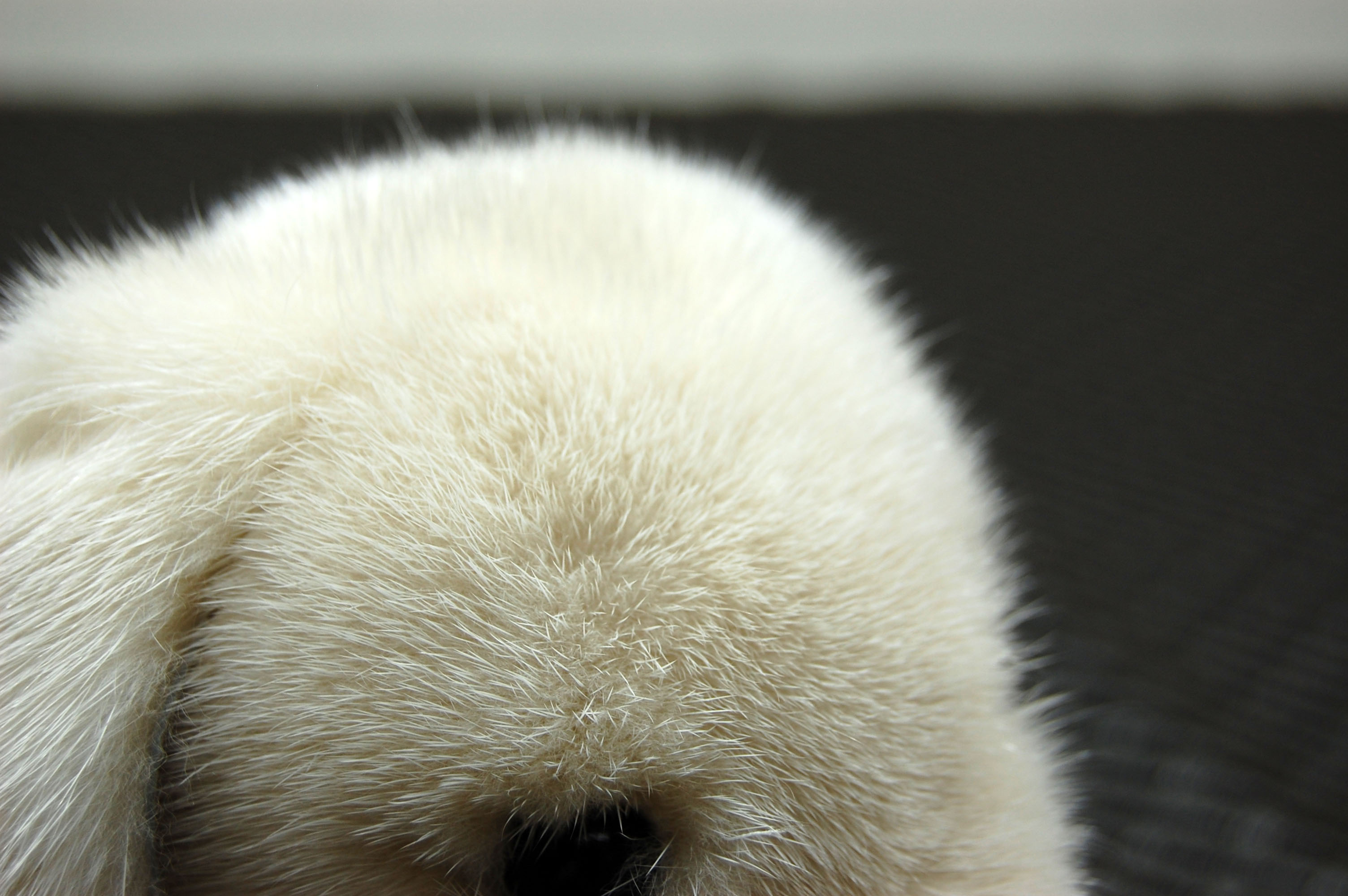 ミンク　ドール（レトリバー）の画像