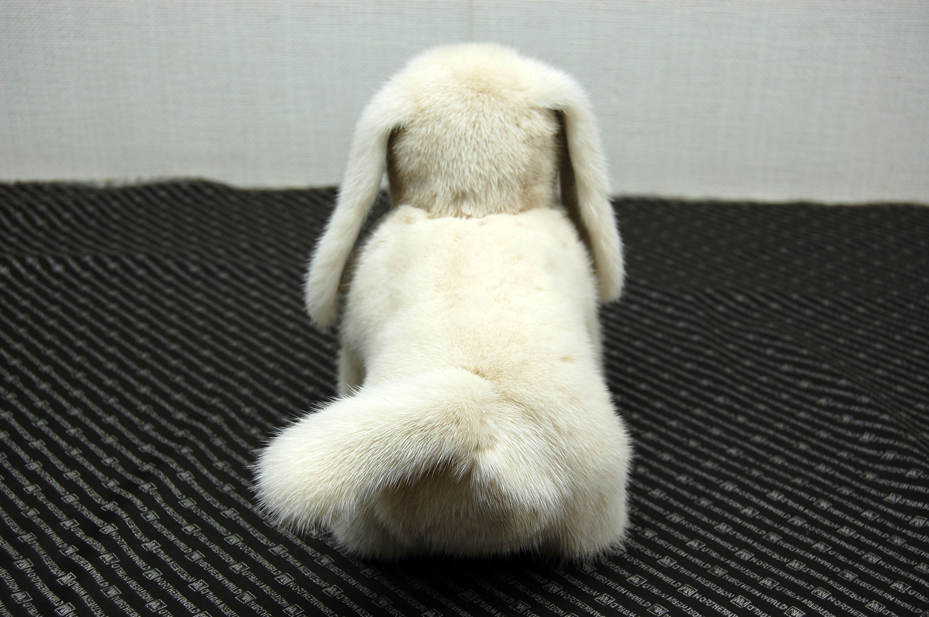 ミンク　ドール（レトリバー）の画像