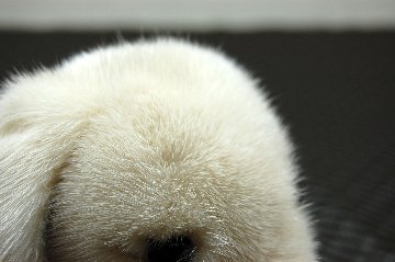 ミンク　ドール（レトリバー）の画像