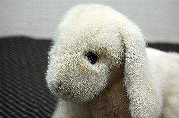 ミンク　ドール（レトリバー）の画像