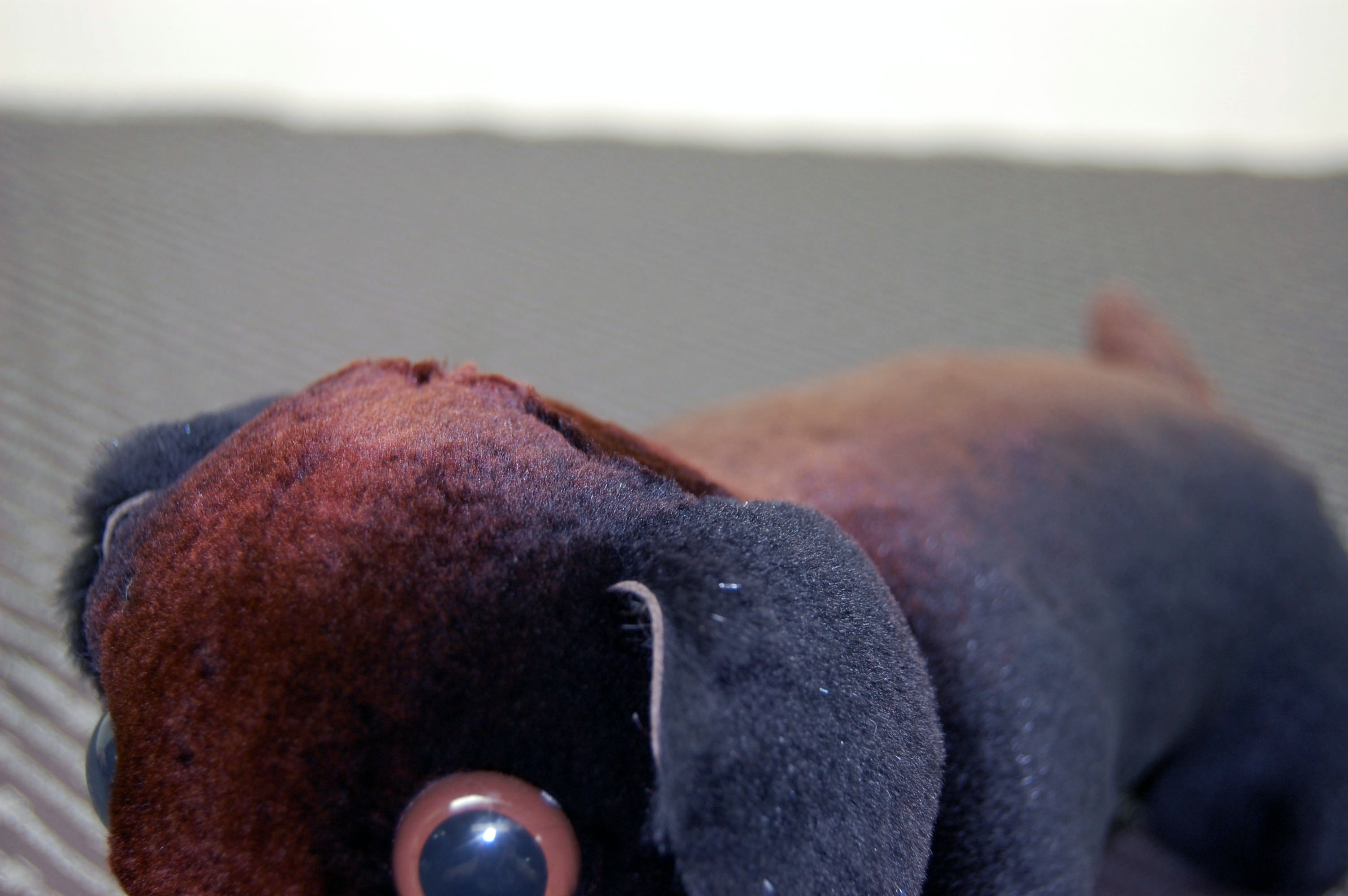 シェアードミンク　ドール（ダックス）の画像