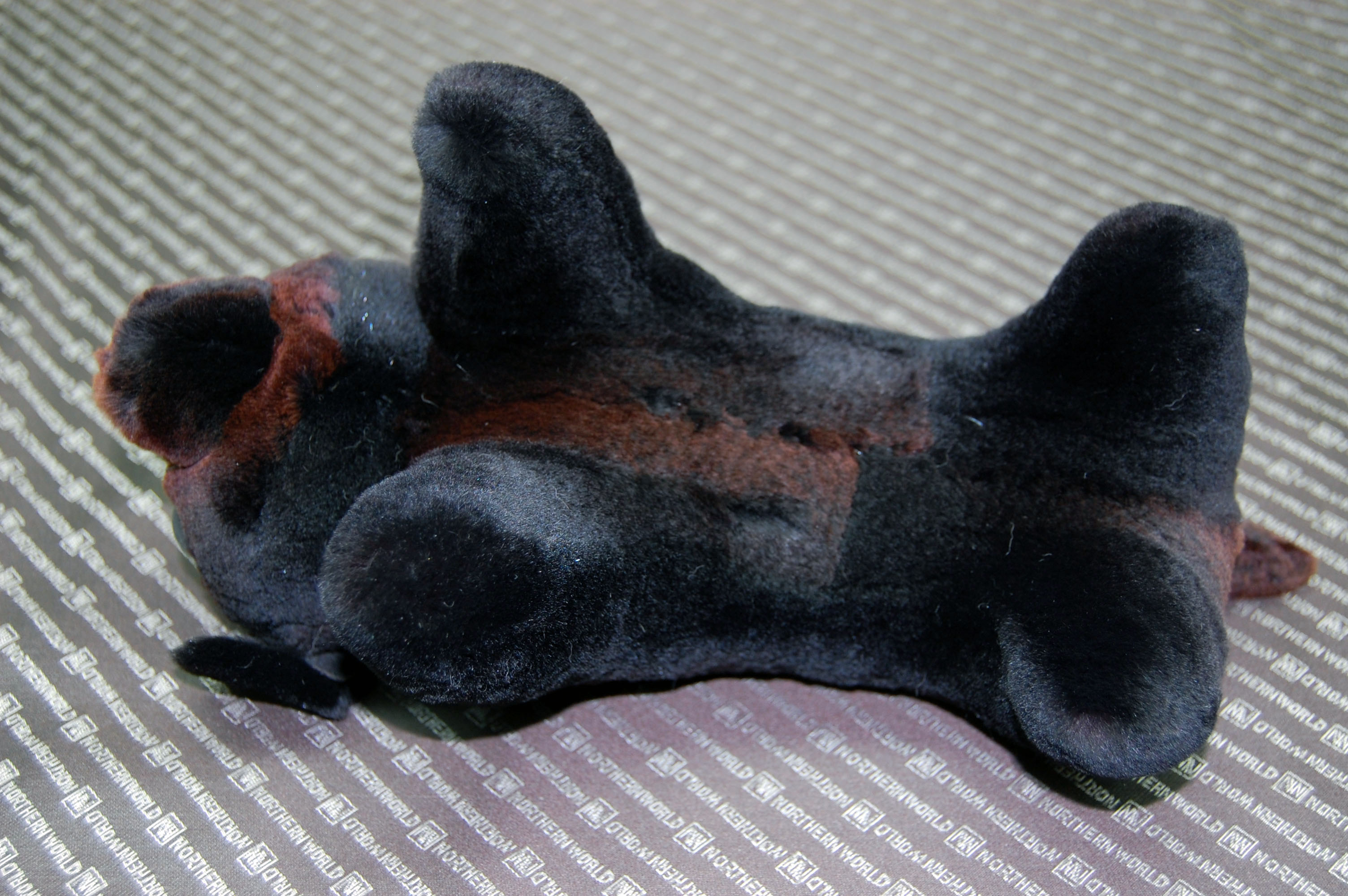 シェアードミンク　ドール（ダックス）の画像