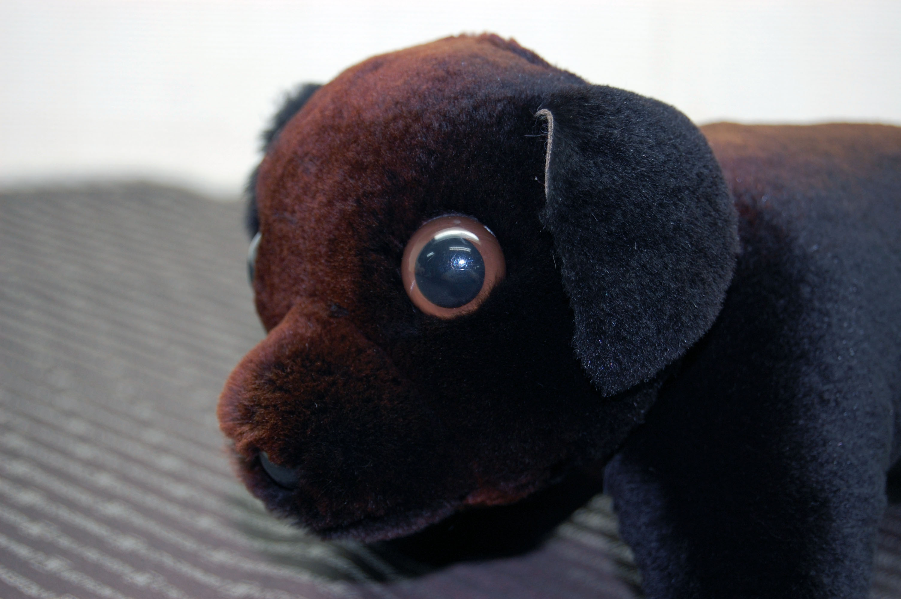 シェアードミンク　ドール（ダックス）の画像