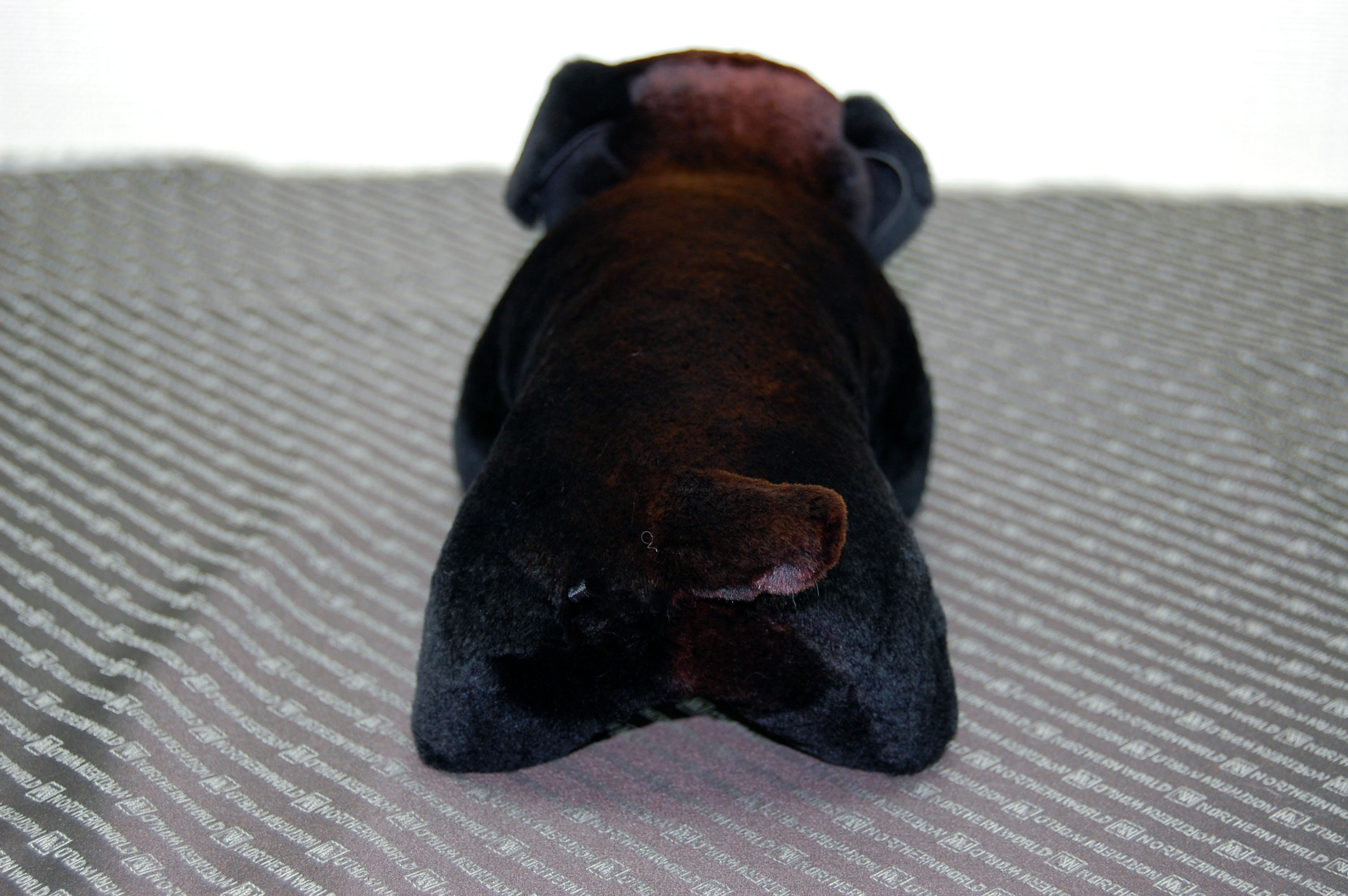 シェアードミンク　ドール（ダックス）の画像