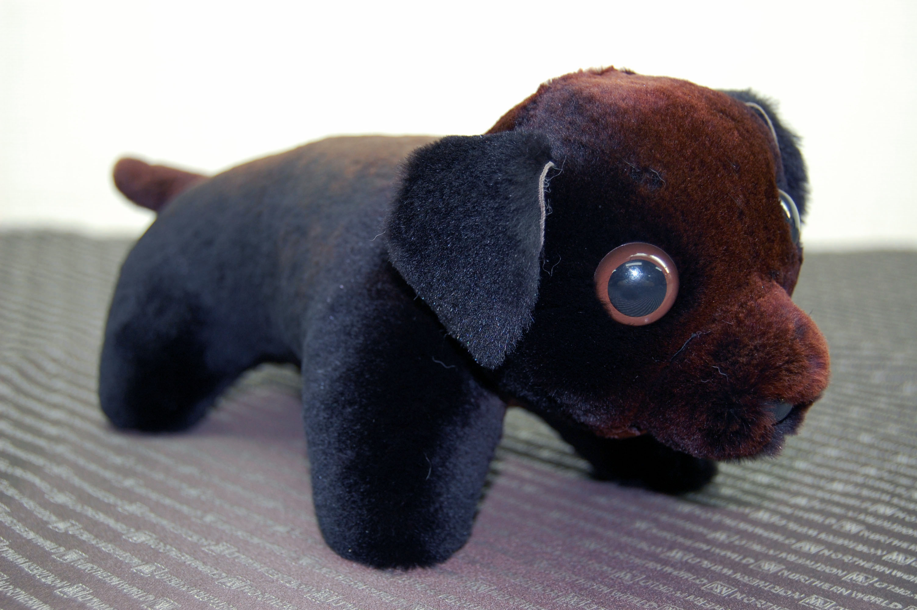 シェアードミンク　ドール（ダックス）の画像