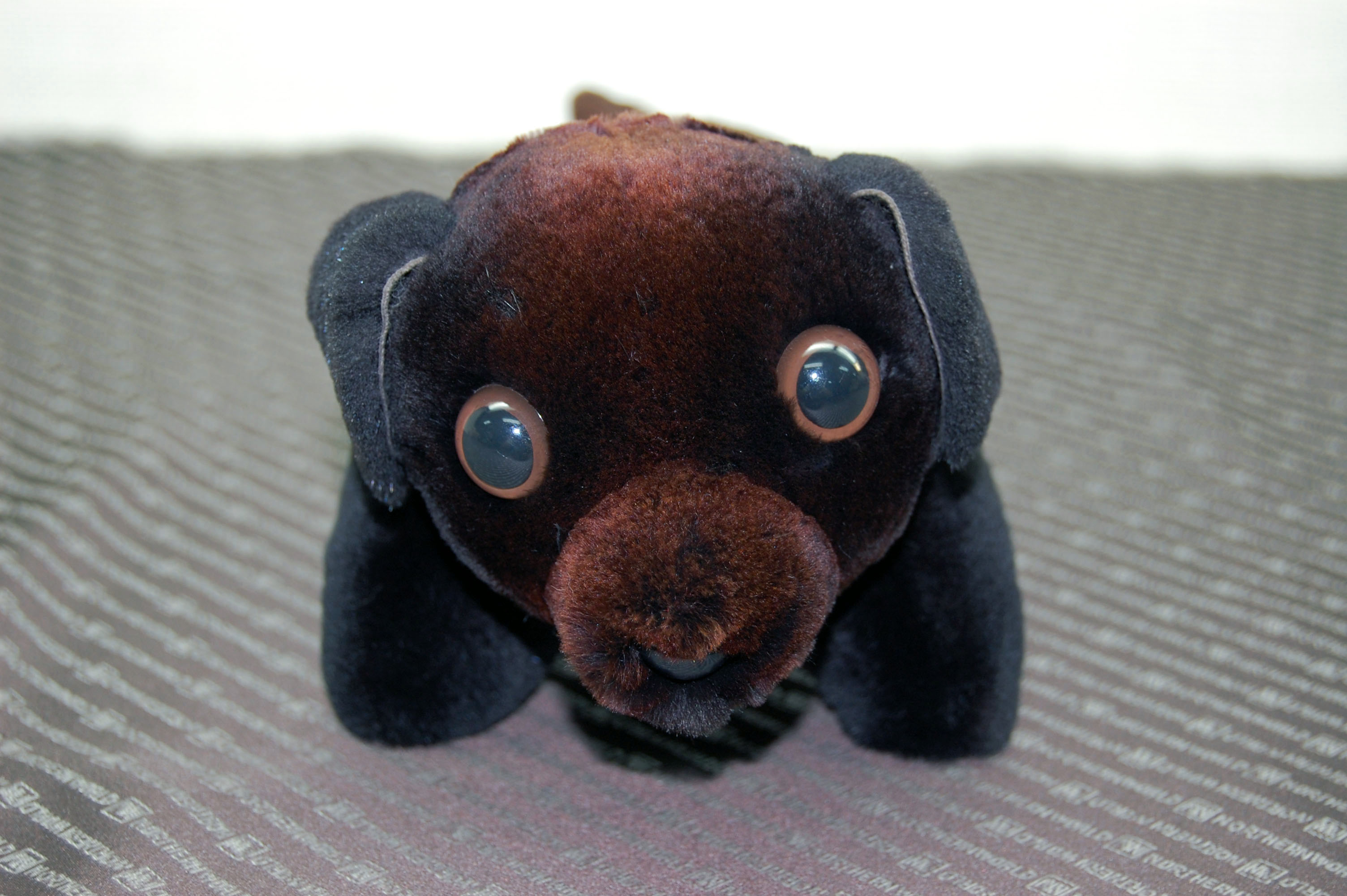 シェアードミンク　ドール（ダックス）の画像