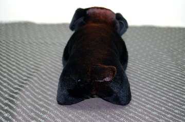 シェアードミンク　ドール（ダックス）の画像