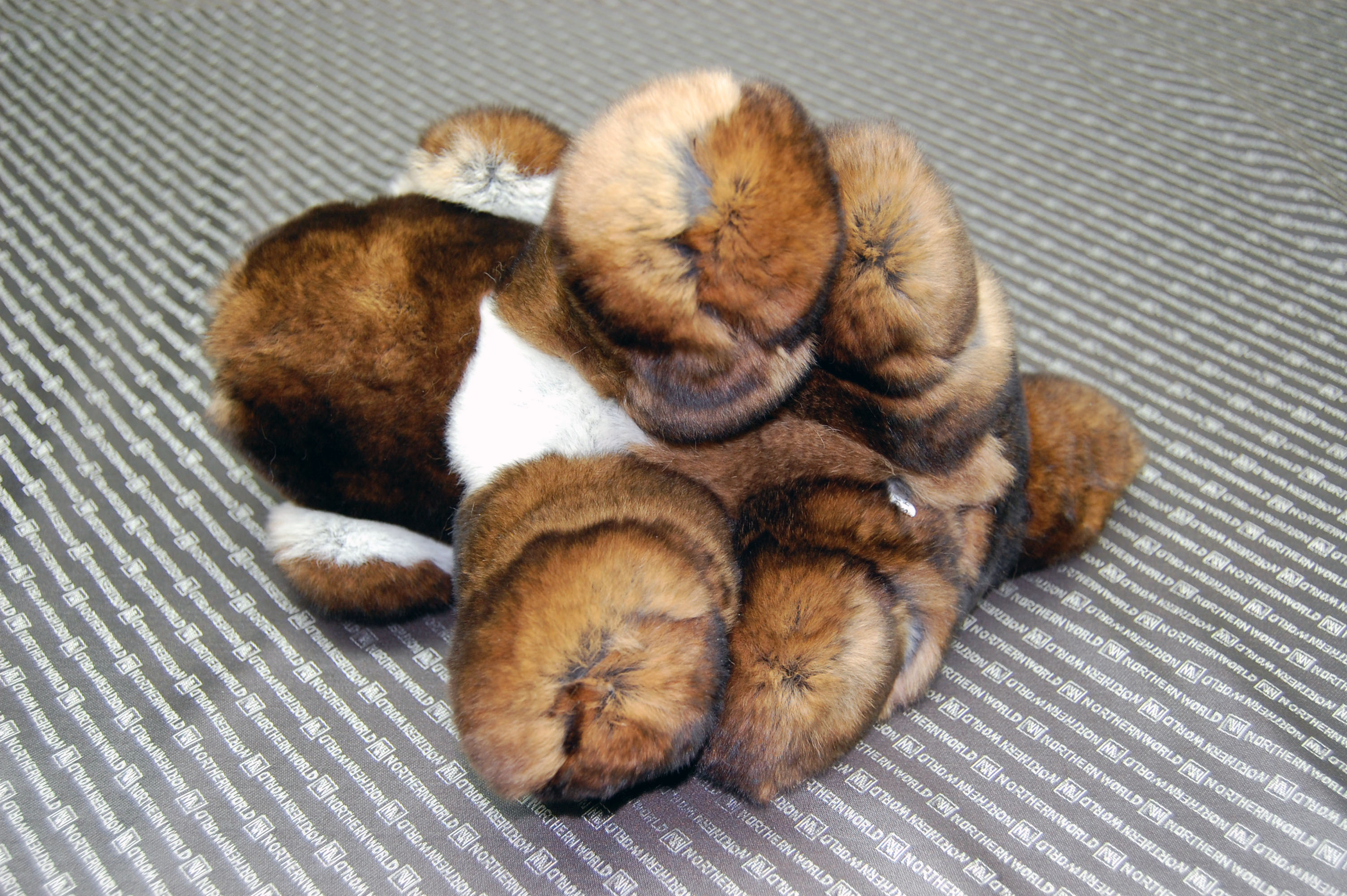 カスターレッキス　ドール（垂れ耳ドッグ）の画像